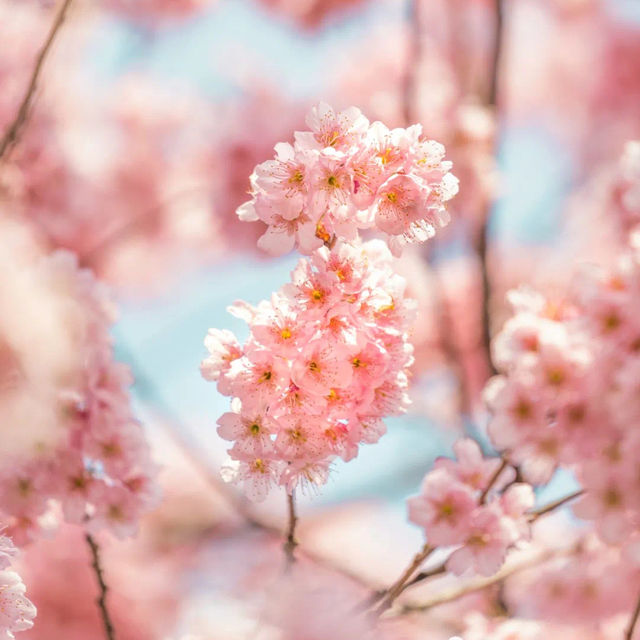 Wuhan's Cherry Blossom Spectacle  🌸🌿