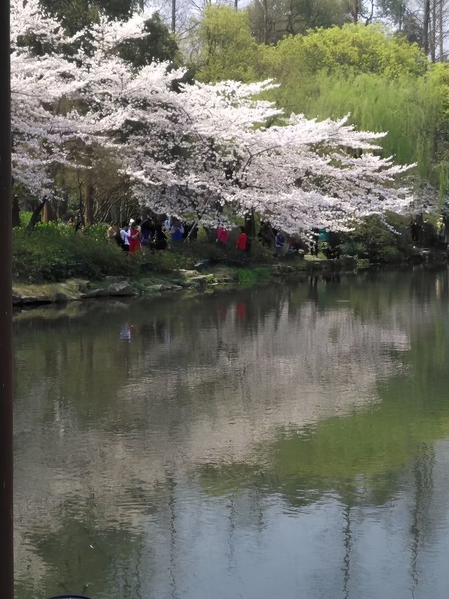 自駕江南賞花之旅（十七）：曲院賞櫻