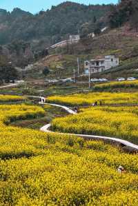 春遊記：新合村油菜花是春天最美畫卷