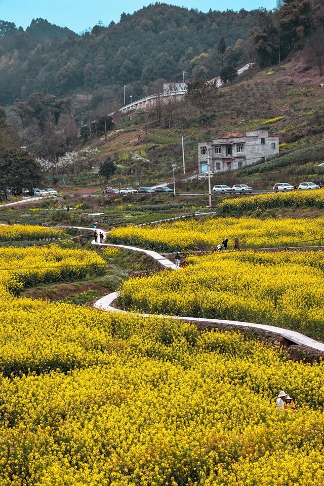 春遊記：新合村油菜花是春天最美畫卷