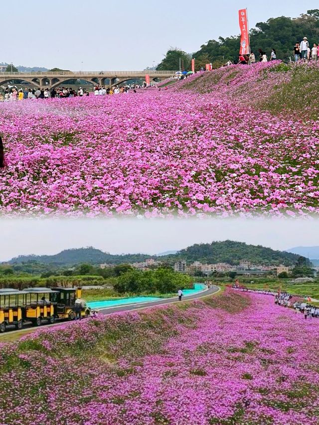 廈門·格桑花｜掉進了油畫般的春天裡