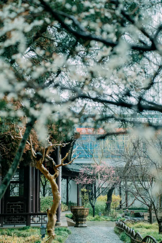 The Ke Garden not only has red plum blossoms, but the white plum blossoms on rainy days also create a great atmosphere
