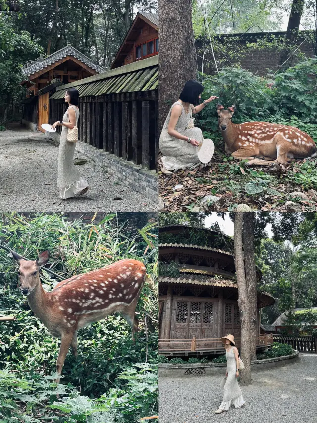 A hidden little Nara-style ancient temple is nestled in the outskirts of Chengdu