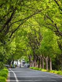 就在蘇州藏在山腳下的最美林蔭公路