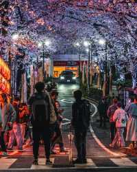 日本東京 | 夜晚的櫻花樹被燈光照亮顯得格外漂亮