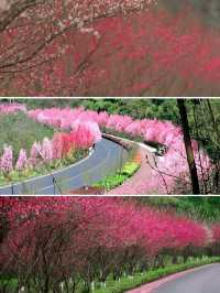 趁春日去賞花樂山綠心公園桃花已開