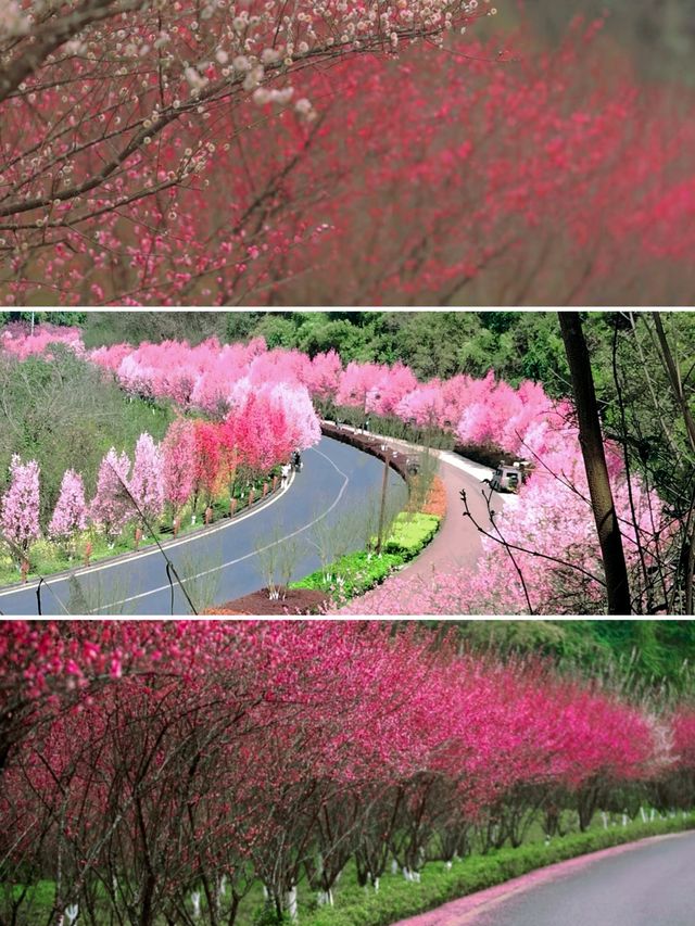 趁春日去賞花樂山綠心公園桃花已開
