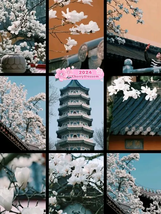 Beautiful Cherry Blossoms in Nanjing ♥️🇨🇳