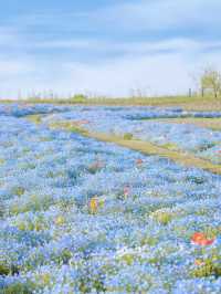 上海寶藏公園喜林草花海木繡球盛花期