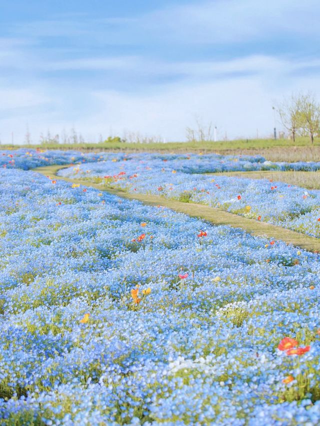 上海寶藏公園喜林草花海木繡球盛花期