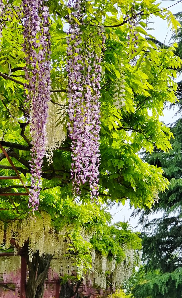 嘉定紫藤園