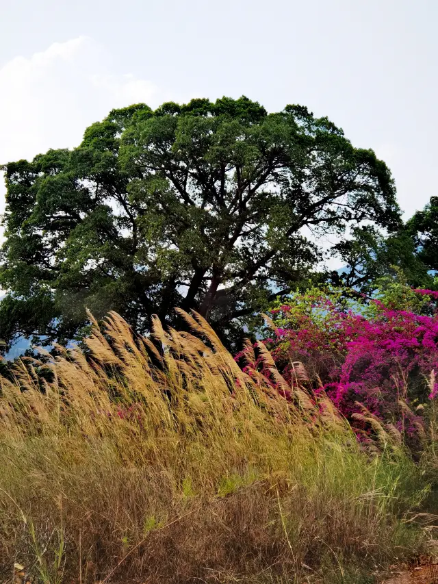 Tea Horse Ancient Trail: Three Trees