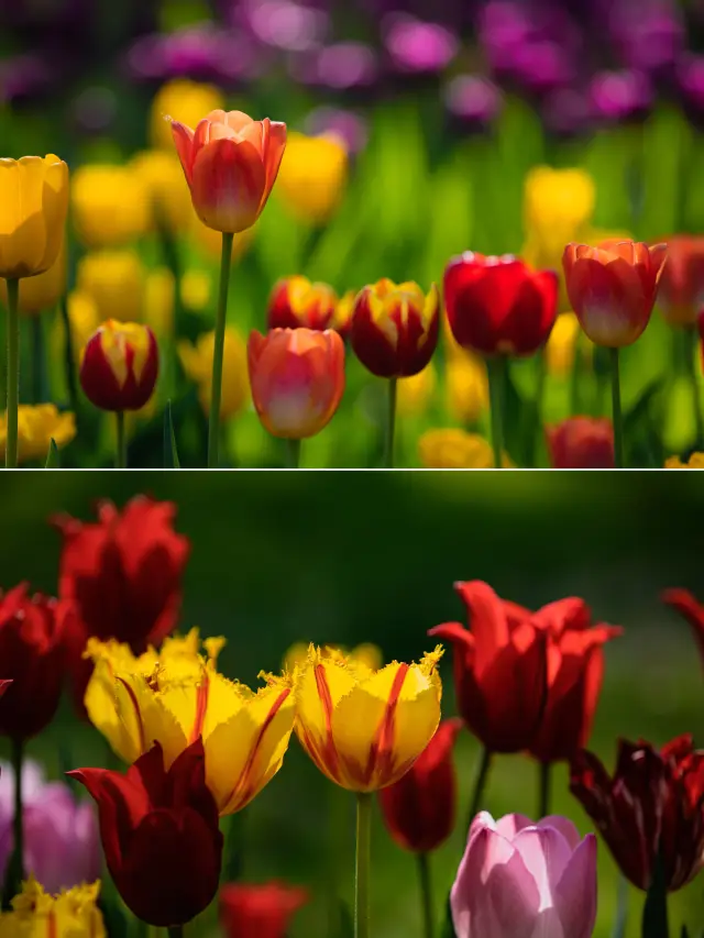 The tulips in Zhongshan Park are in full bloom