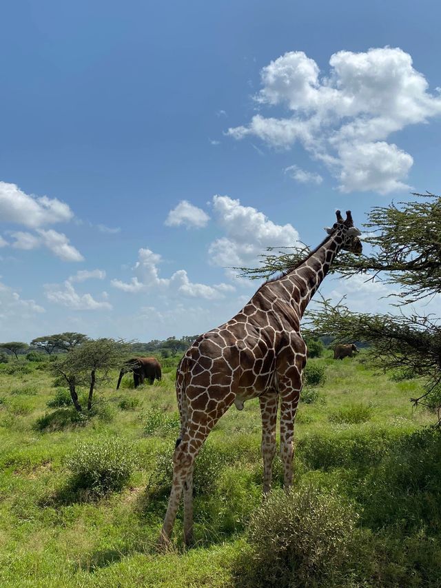 準備好來探索肯尼亞的獨特魅力了嗎？