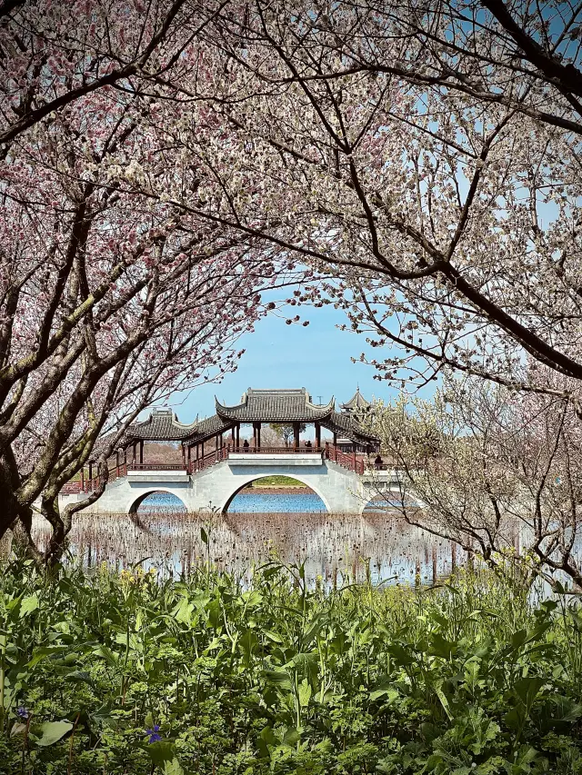 Plum Blossoms Vying for Spring @ A Must-Visit Spot in Shanghai