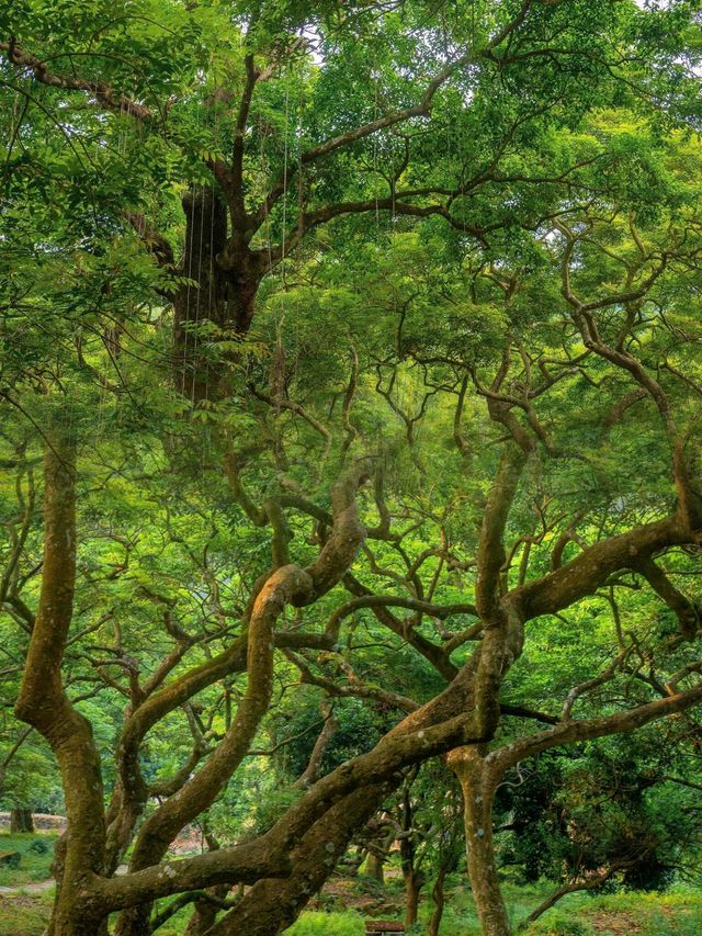 廣州｜鄧山神仙秘境森林吸氧 綠野仙踪
