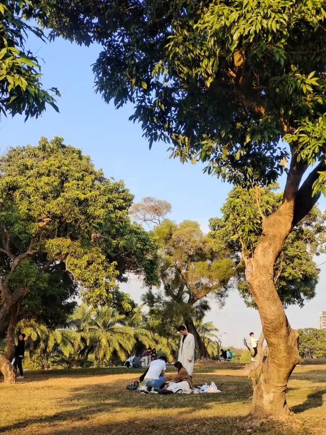 Shenzhen Zhongshan Park, a cozy green oasis amidst the bustling city