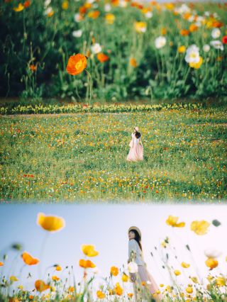 西安！虞美人盛開的山坡油畫感花海巨巨巨美…