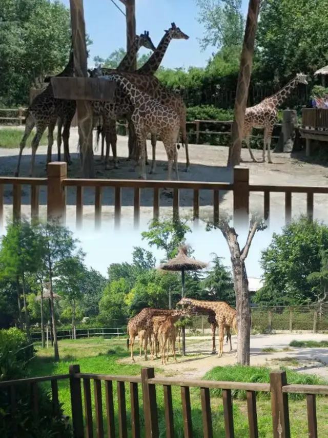 上海野生動物園超實用攻略