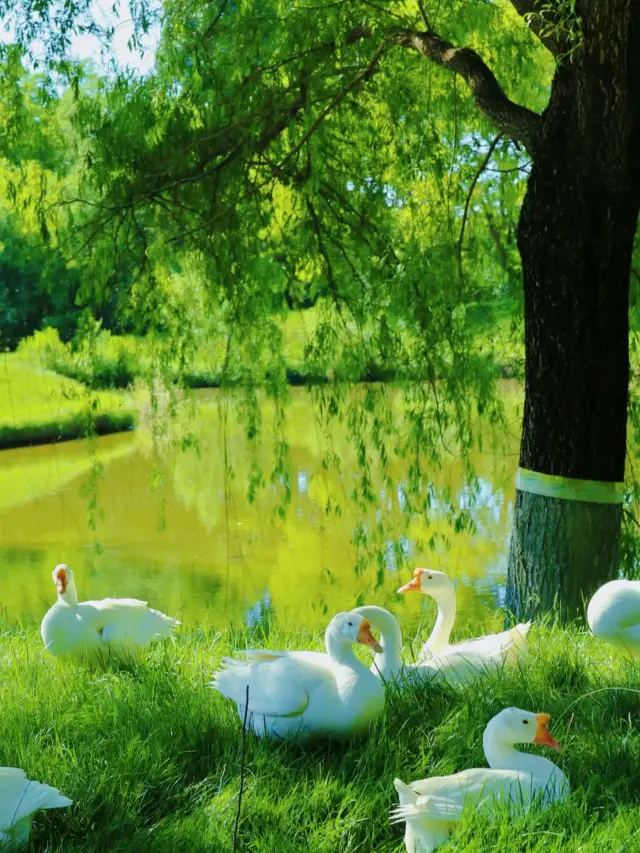 สวนสัตว์ป่าปักกิ่ง,สวยจนต้องโพสต์รูปต้นฉบับเลย!สนุกมากๆ!จริงๆ แล้วคุ้มค่าที่จะไปเยือน!