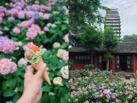 開滿無盡夏的千年古寺