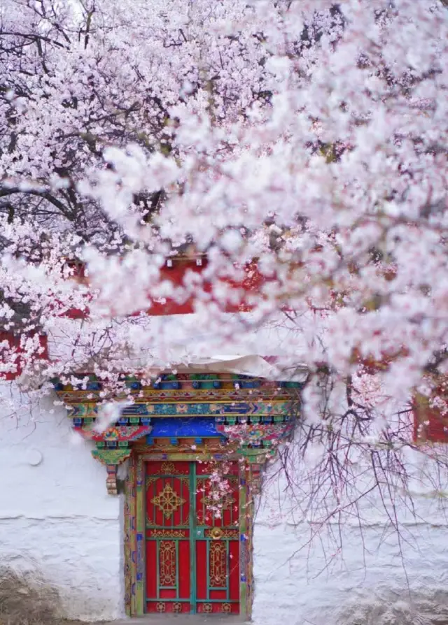 March·Nyingchi Peach Blossom Festival (Chengdu to Lhasa)