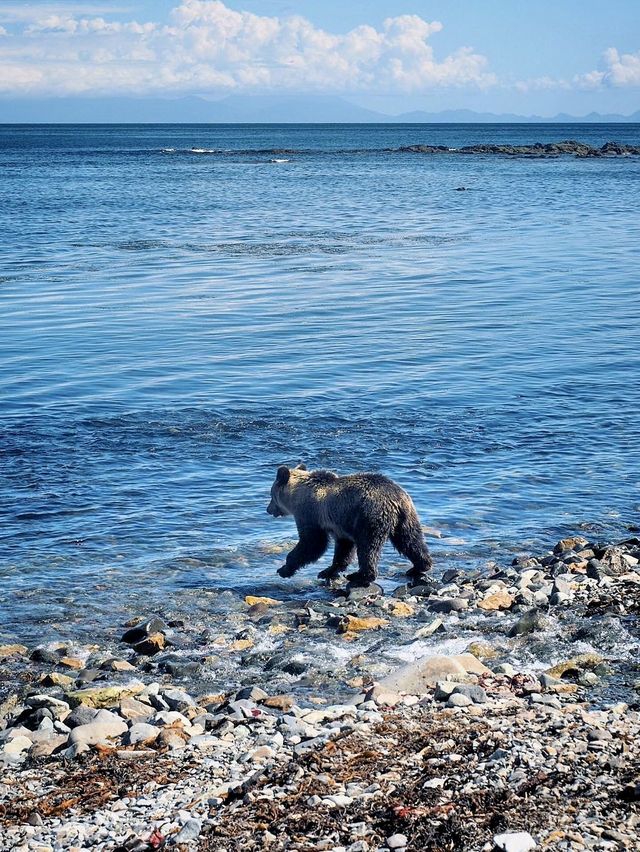 下次旅行去哪裡｜北海道知床可以嗎