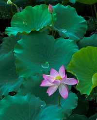 不僅有荔灣湖，廣州螺湧公園的荷花也開啦