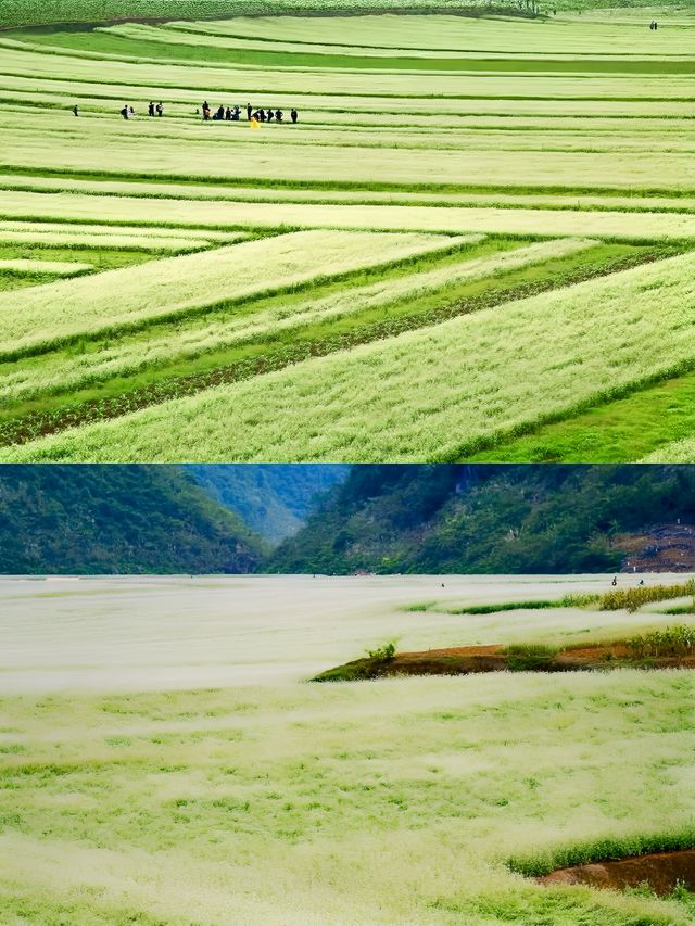 南寧周邊更望湖打卡《鬼怪》同款蕎麥花海