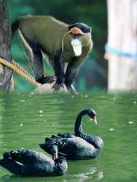去秦嶺野生動物園這一篇就夠了全攻略