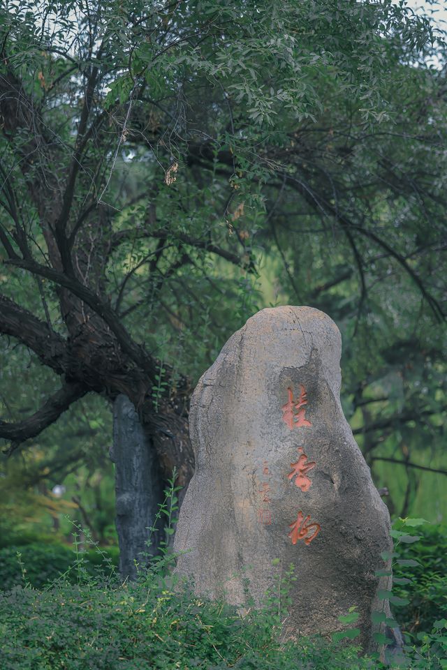 珍珠泉｜玉輪滾滾無時已，珠顆涓涓盡日生