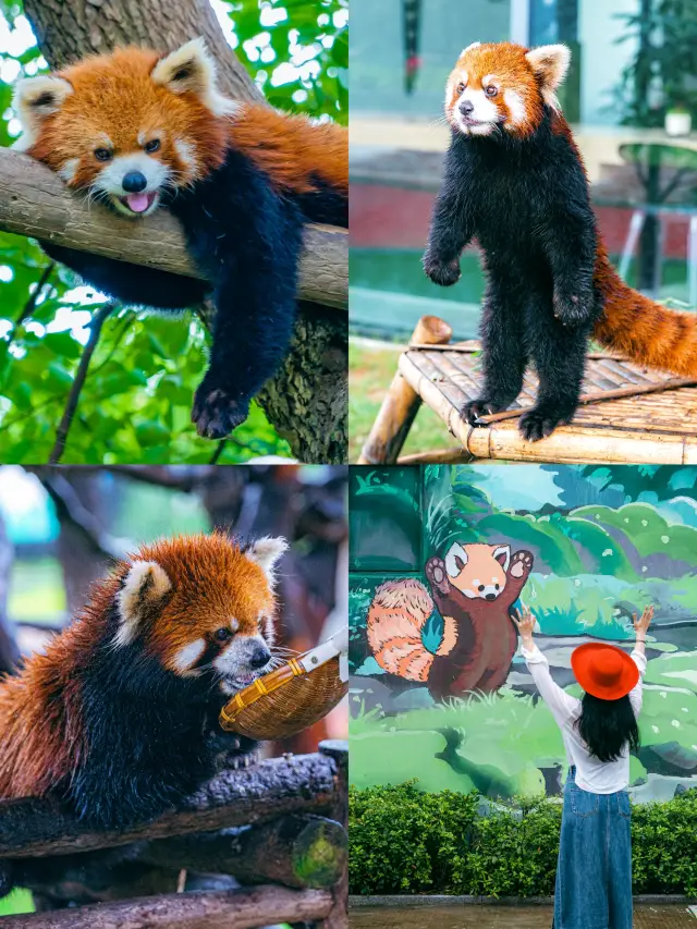救命“瘋狂動物城”走進現實就在常州