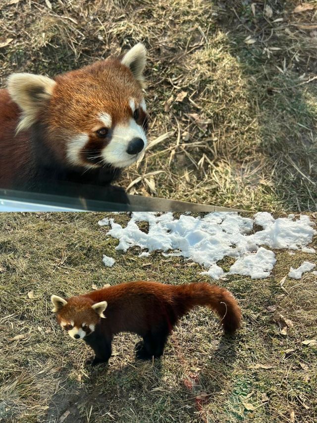西安：秦嶺四寶科學公園