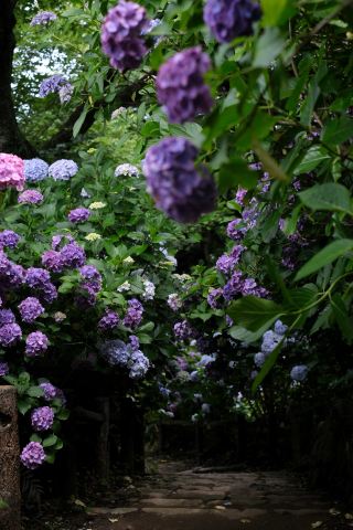 Hydrangeas in Shimoda Park during the rainy season
