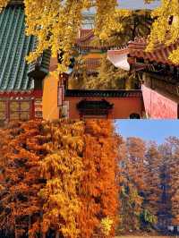 接下來的武漢,這10個地方可謂賞秋天花板。
