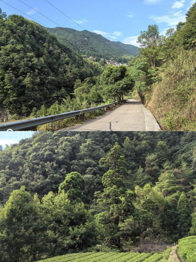 承包松陽古村雲海!700米山谷間的原舍揽樹。