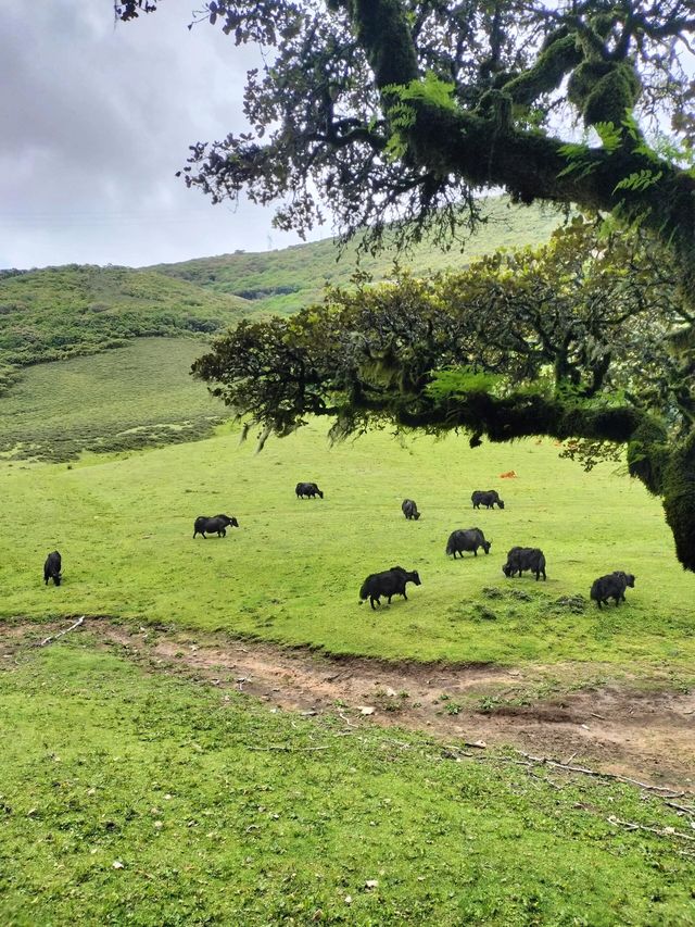 大理馬耳山雁池。