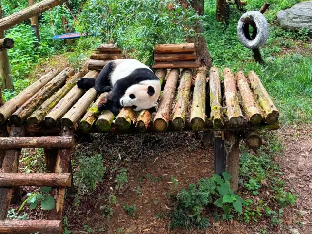 去了一次紅山森林動物園，終於玩明白了。