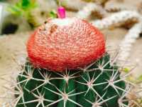 The Forsgate Conservatory: Remarkable Plant Representation