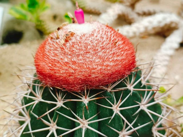 The Forsgate Conservatory: Remarkable Plant Representation