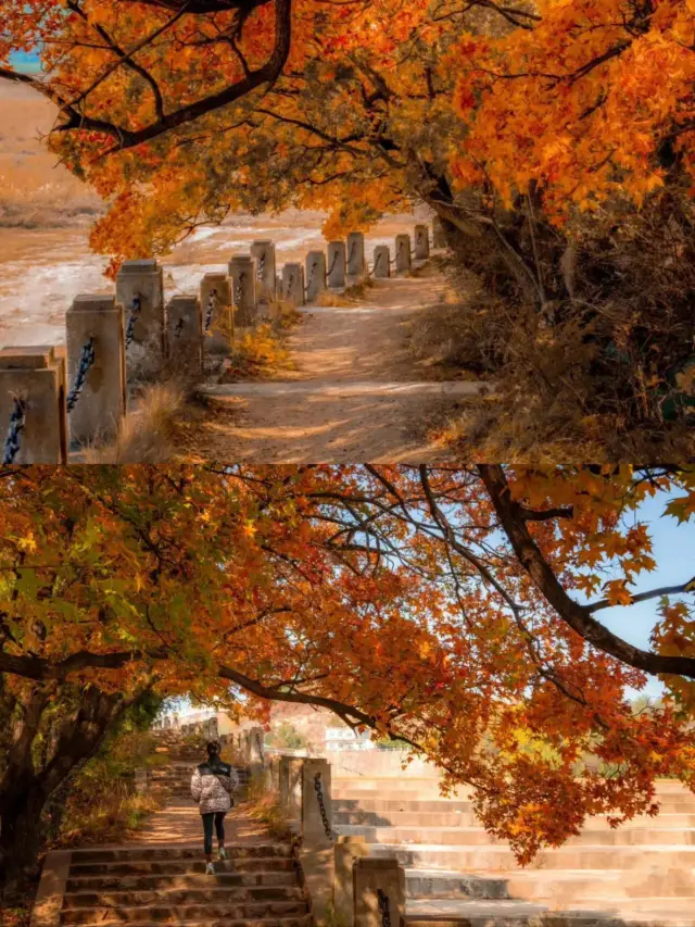 Dalian Fall Foliage Preview: Must-Visit Fall Foliage Spots. 