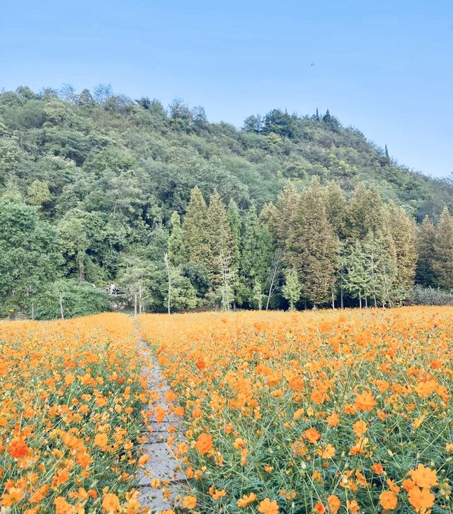 闖入花海秘境！又是被治癒的一天~。