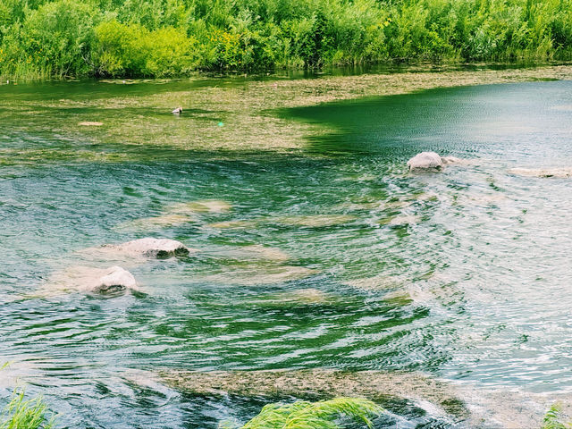 【自然寶地】滑鐵盧勞雷爾溪自然保護區-探索加拿大的自然美景。