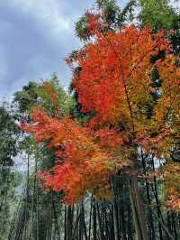 11月10日臨安指南村紅葉實況攻略。