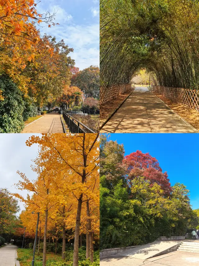 Xuzhou's most beautiful autumn is here, and it's even better than Xuzhou BBQ. 