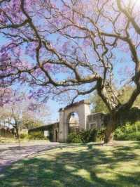 Sydney's Jacaranda Season is Here!