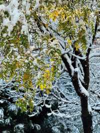大連初雪絕美 勞動公園張張封神！