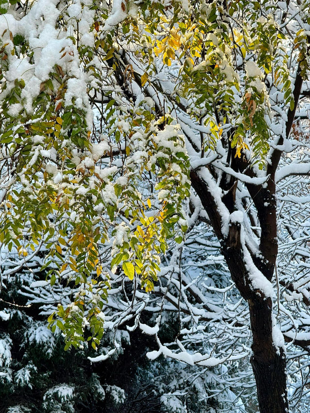 大連初雪絕美 勞動公園張張封神！