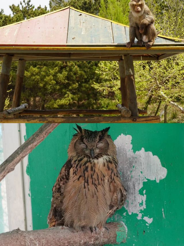 神鵰山動物園。