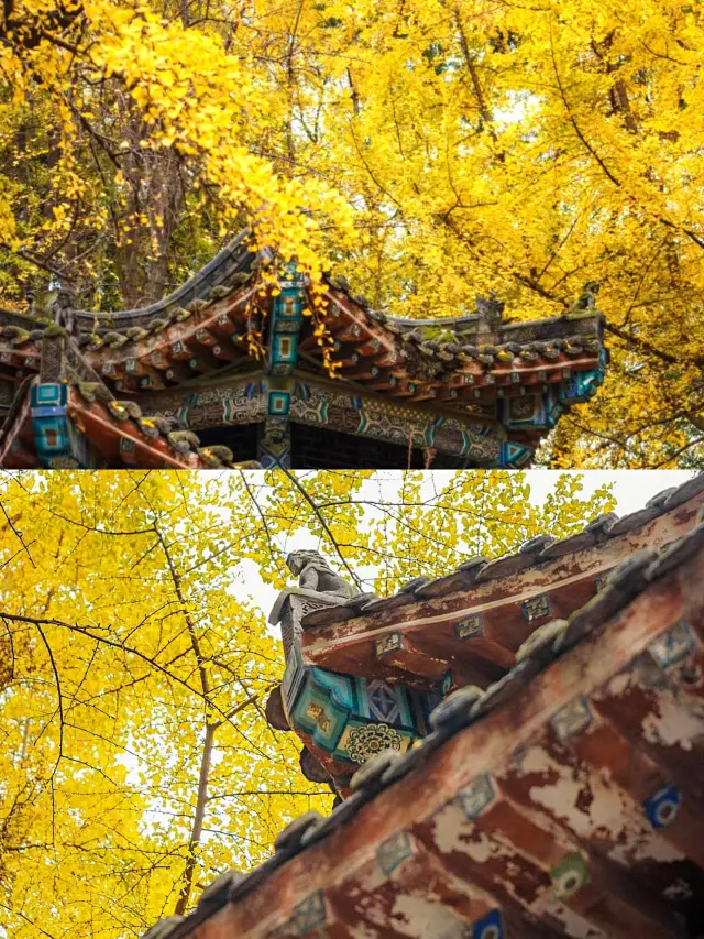 Chengdu Ginkgo Trees | Wenshu Monastery Guide